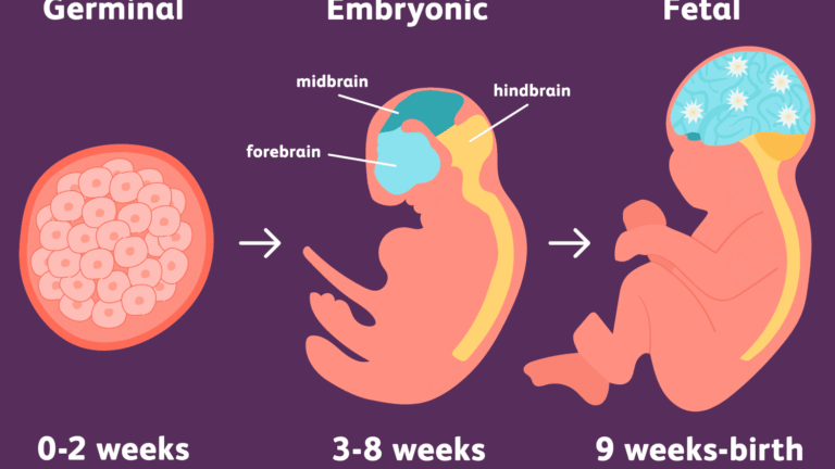 UNDERSTANDING THE 3 PRENATAL DEVELOPMENT STAGES visual data 4