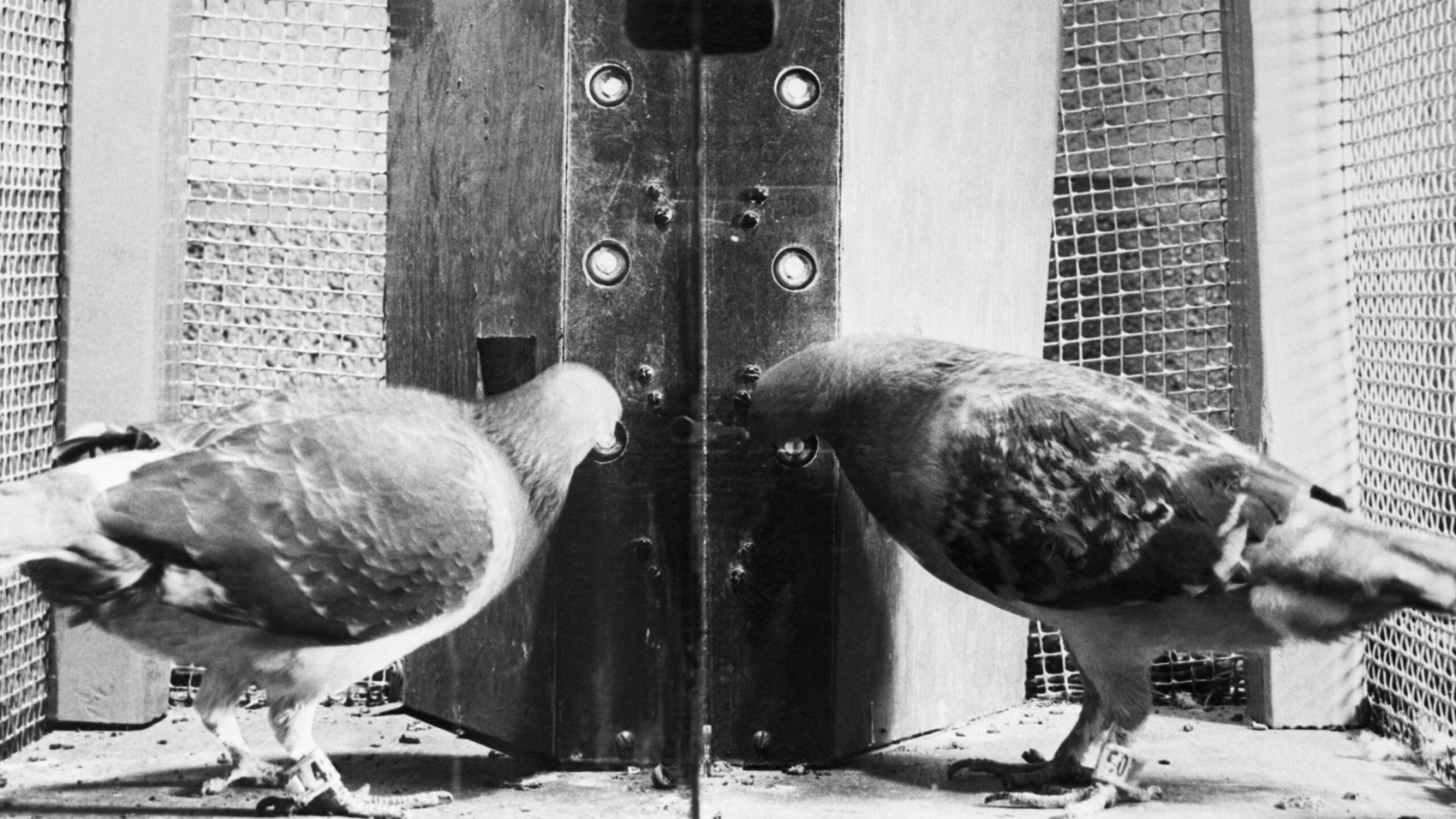 pigeons-in-operant-conditioning-test-514866674-58b085505f9b586046baba5f.jpg